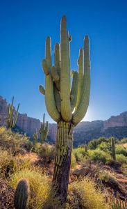 Backlit-Saguaro-scaled