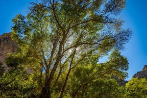 Backlit-Tree-scaled