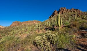 Nice-Saguaro-Stand2-scaled