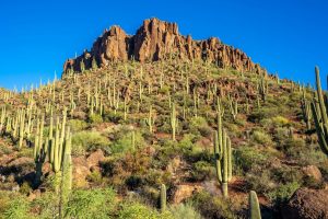 Nice-Saguaro-Stanfd-scaled
