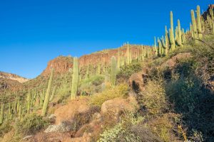 Saguaro-hill-scaled