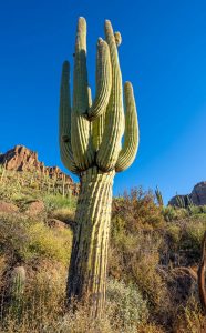 Saguaro-scaled