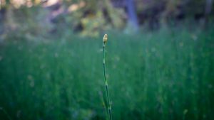 Single-Reed-scaled
