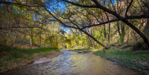 Tunnel-of-Trees-scaled