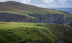 Aranmore-Cliffs-with-Sheep-scaled