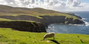 Aranmore-Sheep-Grazing-scaled