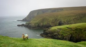 Lone-Sheep-at-Erris-Head-scaled