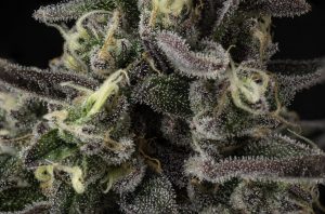 Super-Sheb-Trichomes-Macro-scaled