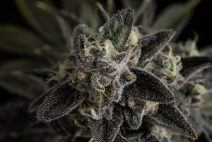 Super-Sherb-Trichomes-scaled