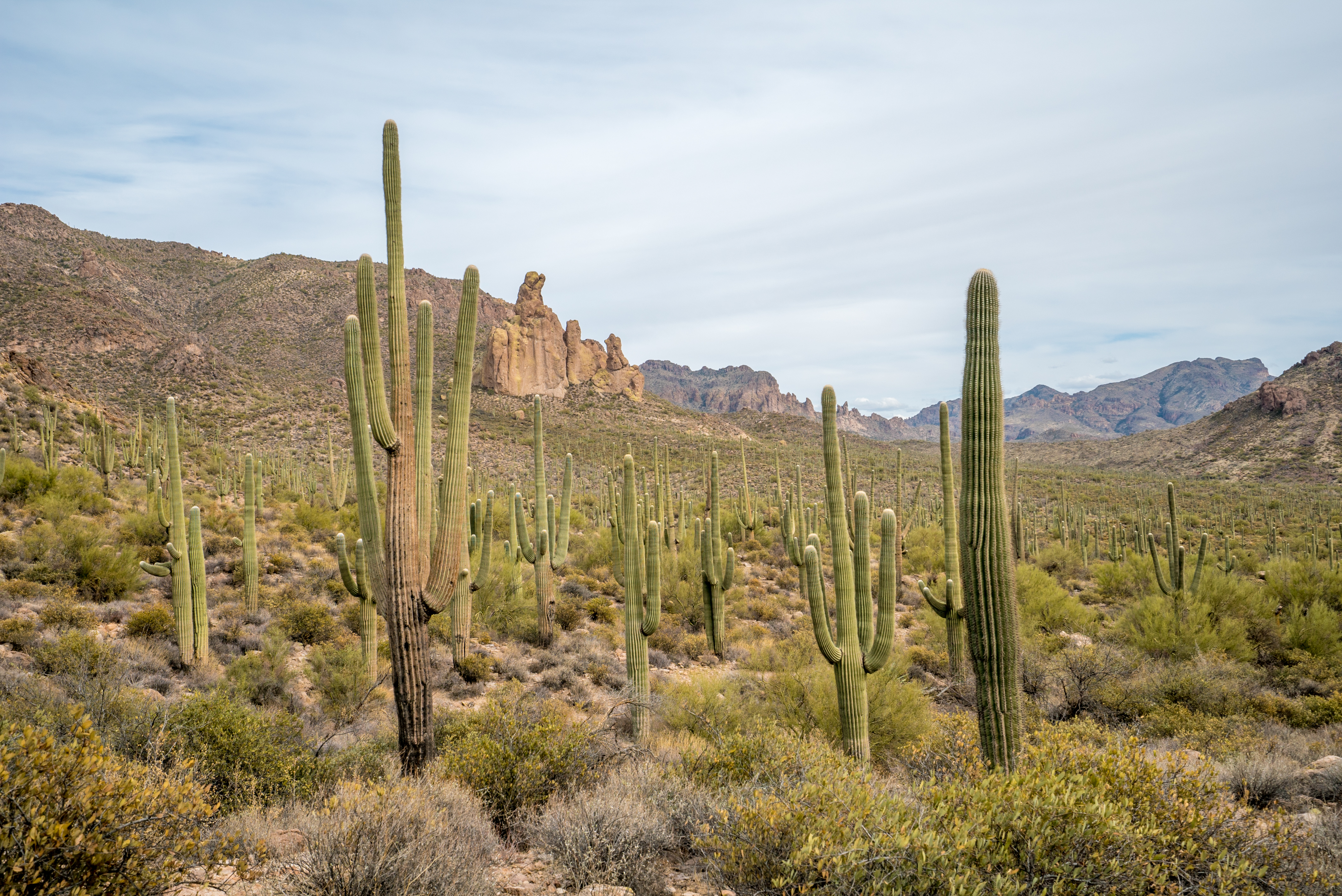 Sonoran Beauty – Superstition Wilderness, Arizona