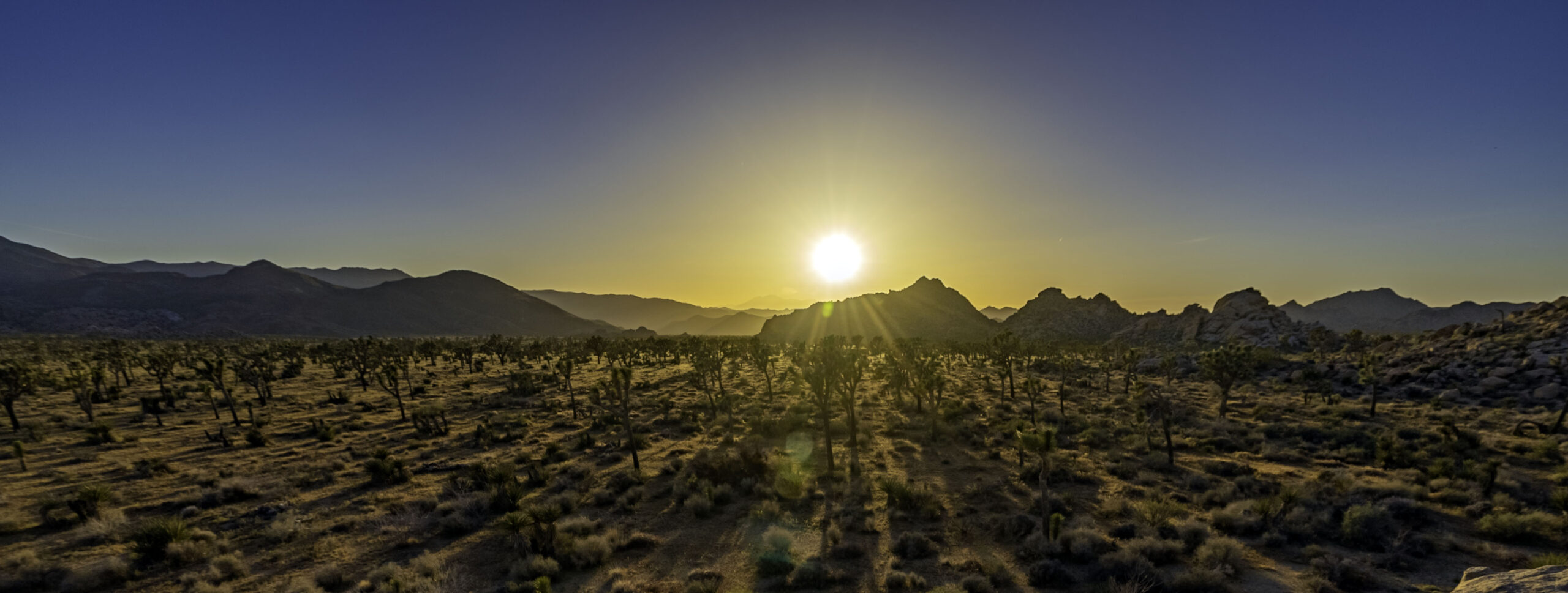 Joshua Tree and Death Valley National Parks